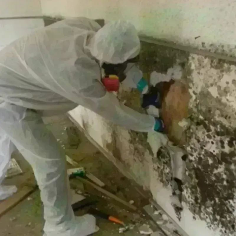 Mold Remediation and Removal in North Brookfield, MA